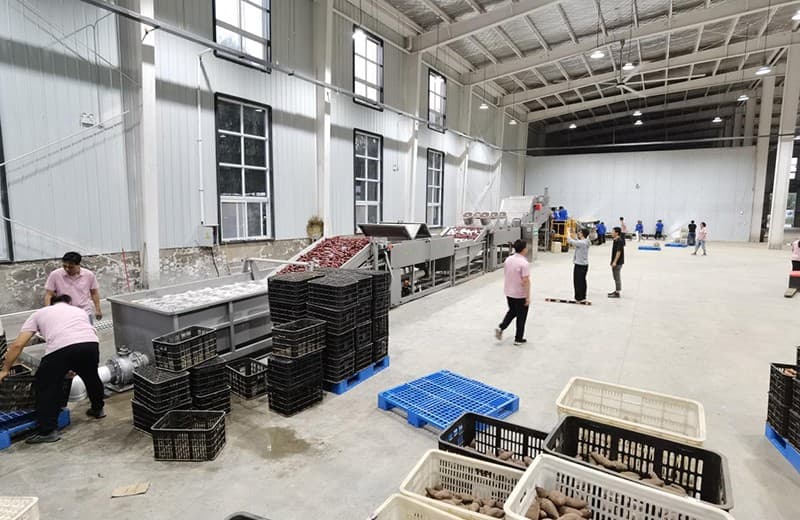 images/1700810924680sweet potato sorting grading line.jpg